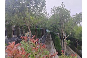 公墓地形
